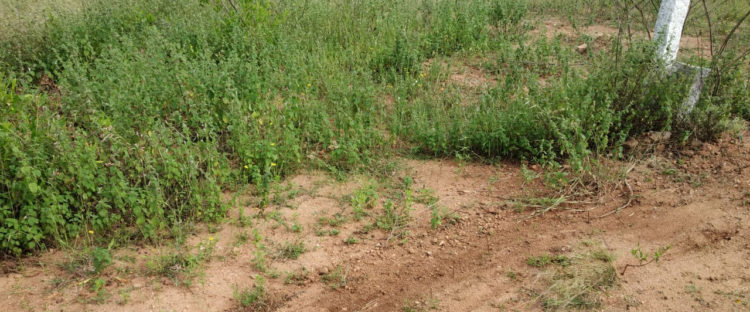 Hima Sai Enclave II Plots Buy/Sale in Brahmanpally Village Turkayamjal