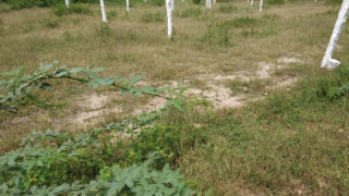 Sri Sakthi Nagar Plots Buy/Sale in Sagarpump Village Lashkarguda Abdullapurment